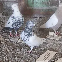 سلام تعدای کبوتر|پرنده|رفسنجان, |دیوار