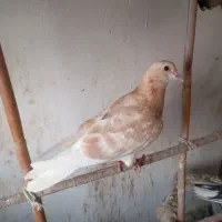 ،ساده نروماده دونه ی ۲۵۰|پرنده|گنبد کاووس, |دیوار