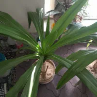 دو عدد گل ذرتی زیبا شاداب