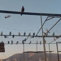 کبوتر وگنجه وخانه طور|پرنده|تهران, زیبادشت|دیوار