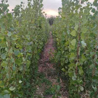 پیش فروش نهال صنوبر