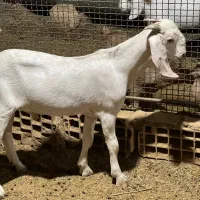 بره افشاری و کهره پاکستانی|حیوانات مزرعه|یزد, |دیوار