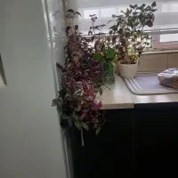 چند عدد گل و گلدون