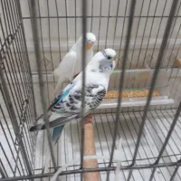 کفترمعاوضه|پرنده|کرج, محمد آباد|دیوار