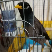 جوجه مرغ مینا نر 5 ماهه دستی با قفس