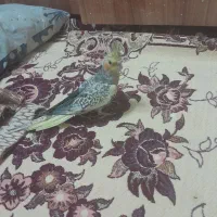 طاووسی نر دوماه ونیم