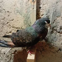 کبوتر خوش رنگ نر مست مست