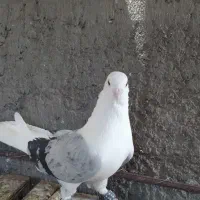 ملقی وگوک خوشگل