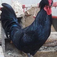 خرس سیاه مرغ سیاه نوچه سیاه