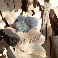 خرگوش لوپ بلو نر