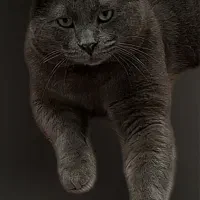 گربه پیدا شده