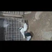 چهار تا کفتر مرتبط|پرنده|شیروان (خراسان), |دیوار