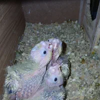 جوجه عروس هلندی سرلاکی  بهترین  نژاد