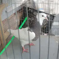 کبوتر کفتر پرشی و جفتگاه و جفت قیمت پایین جا ندارم