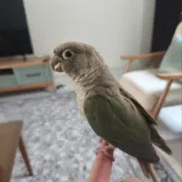 یک جفت طوطی گرینچیک|پرنده|فردیس, فردیس|دیوار