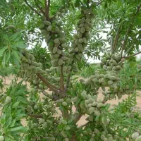 نهال رو از نهالستان بخر