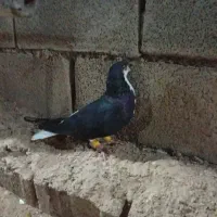کبوتر