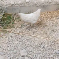 معاوضه جوجه سه ماهه با پرنده