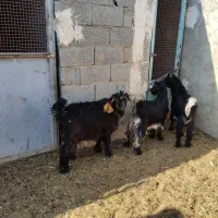 گوسفند میش. بزغاله دوبری .و ۱۵راس بره|حیوانات مزرعه|اصفهان, کوی گلزار|دیوار