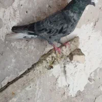 سرور دمسفید چاپی نر