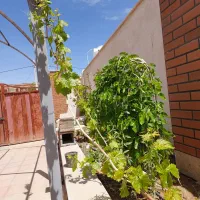 نیاز به پرستار