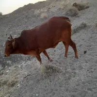 گاو ماده محلی