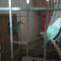 طوطی برزیلی