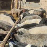 فروش 40راس میش|حیوانات مزرعه|داراب, |دیوار