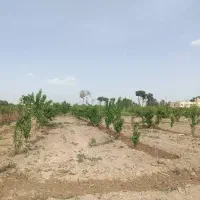 زمین باغچه ۵۰۰متری در خیابان ۱۲متری|فروش زمین و ملک کلنگی|محمدشهر, عباس آباد|دیوار