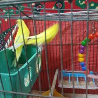 چهارتا مرغ عشق