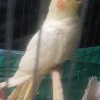 پرنده عروس هلندی