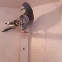 کفتر صید|پرنده|مشهد, محمدآباد|دیوار