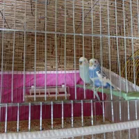 مرغ عشق و فنچ|پرنده|تبریز, |دیوار