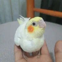 جوجه عروس هلندی سرلاکی و دونخور