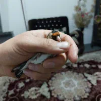 سهره|پرنده|الوند, |دیوار