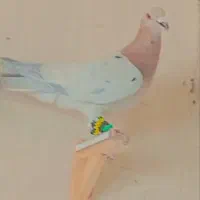 پرنده