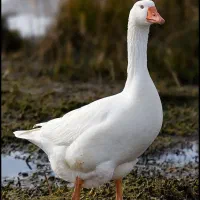 ۸تا غاز محلی بزرگ دونی ۸۰۰تومن