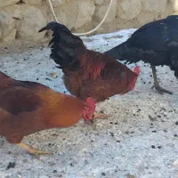 بوقلمون و خروس|حیوانات مزرعه|چالدران, |دیوار