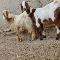 دوتا.کهره  مری چاق یک نر یک ماده