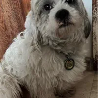 سگ پیدا شده