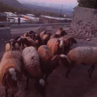 گوسفند دامازدخ|حیوانات مزرعه|ویلکیج, |دیوار