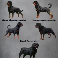 سگ روتوایلر نر|سگ|بندر انزلی, معلم|دیوار