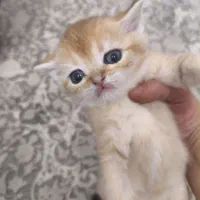 واگذاری گربه|گربه|تهران, آهنگران (سراسیاب دولاب)|دیوار