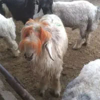 بره پروار...چااق