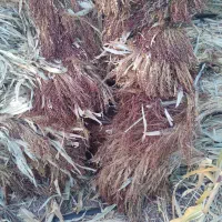 جارو|لوازم نظافت|زنجان, |دیوار