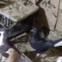 12تاحیون ضربه وزیبا|پرنده|عطاملک, |دیوار