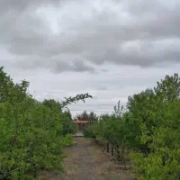 زمین-هزار-متری-جاده-کاهو