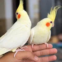 پرنده عروس