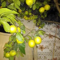 فروش لیموترش