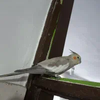 عروس هلندی ماده|پرنده|ملکشاهی, |دیوار